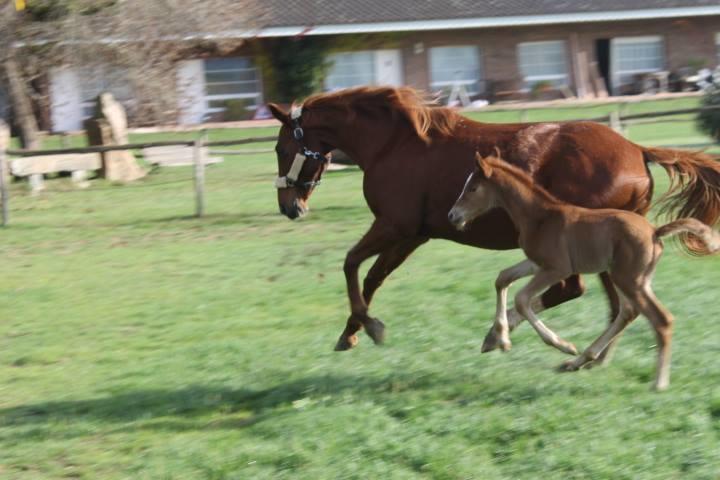 Residential Horse Club Costa Brava Santa Cristina d'Aro Phòng bức ảnh