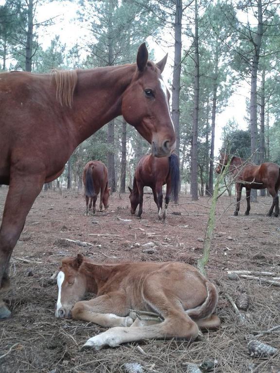 Residential Horse Club Costa Brava Santa Cristina d'Aro Ngoại thất bức ảnh